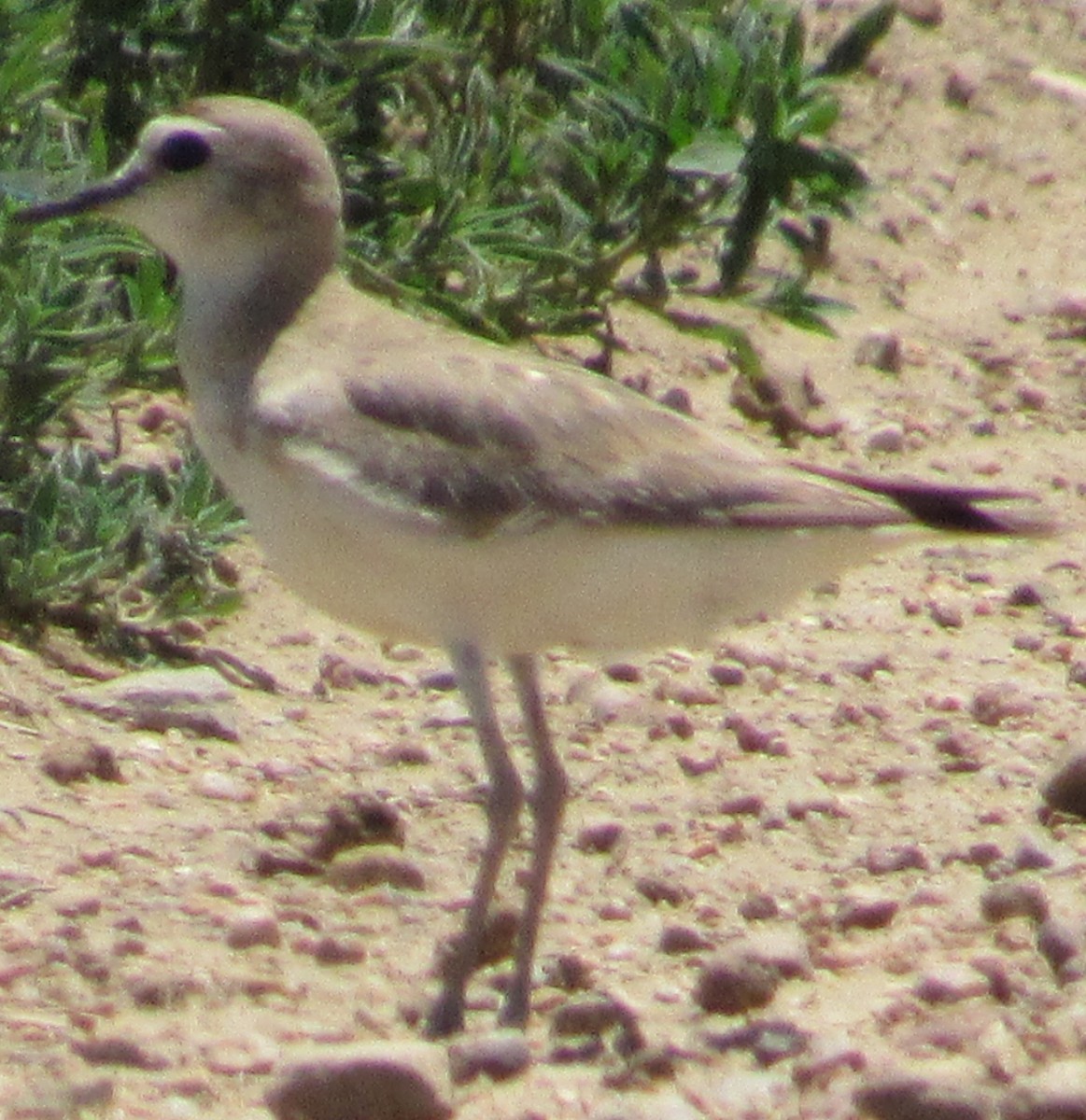 Mountain Plover - ML620190260