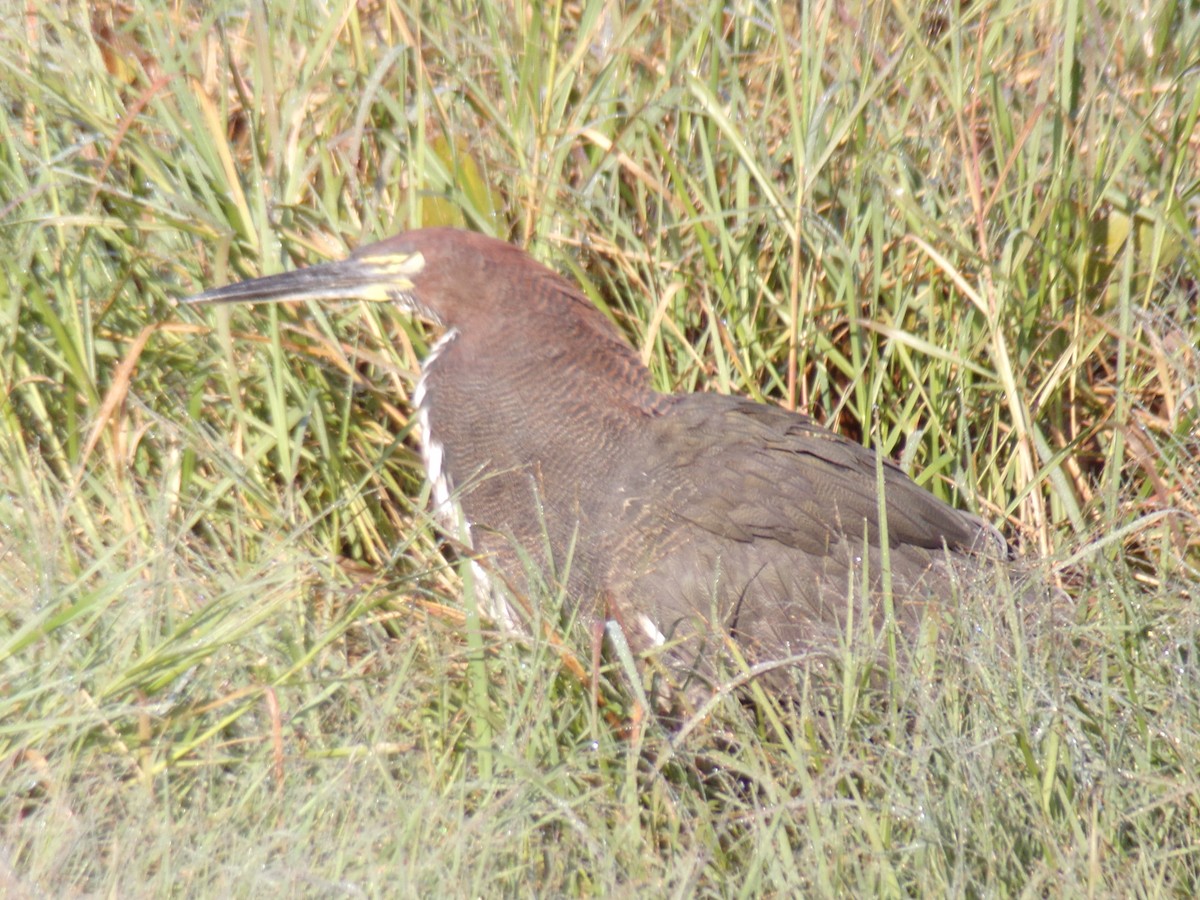 Rufescent Tiger-Heron - ML620190261