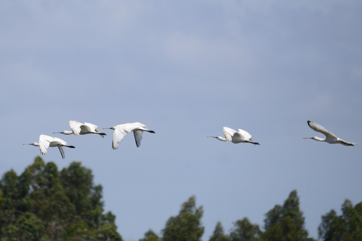 Eurasian Spoonbill - ML620190270