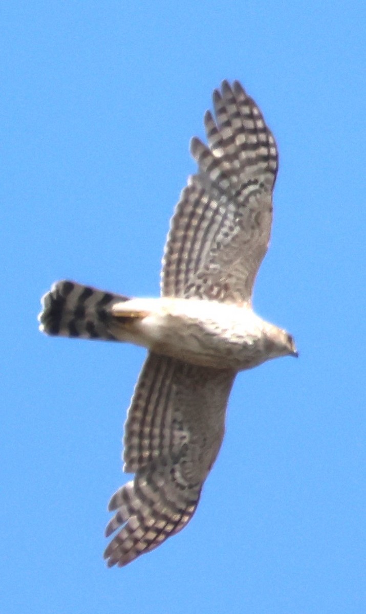 Cooper's Hawk - ML620190273