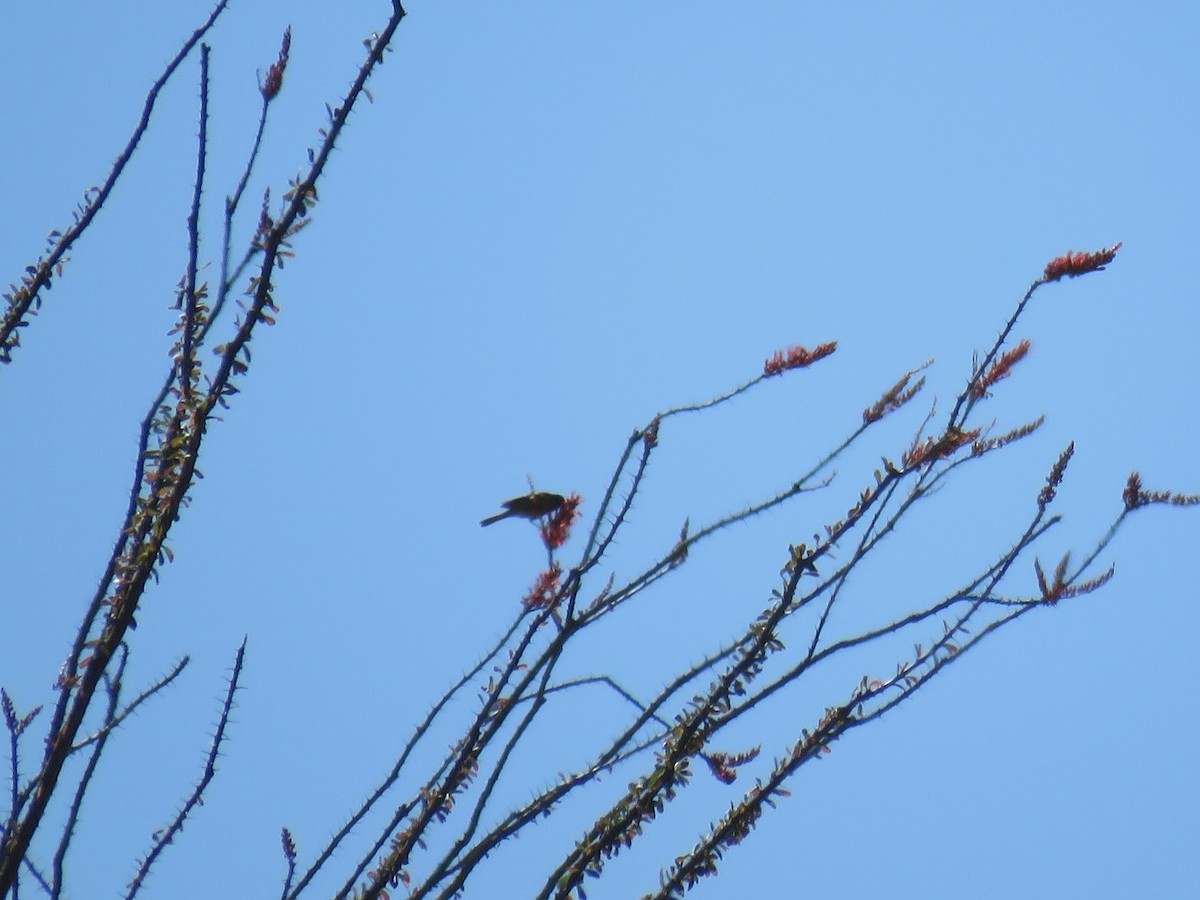 Oriole jaune-verdâtre - ML620190274