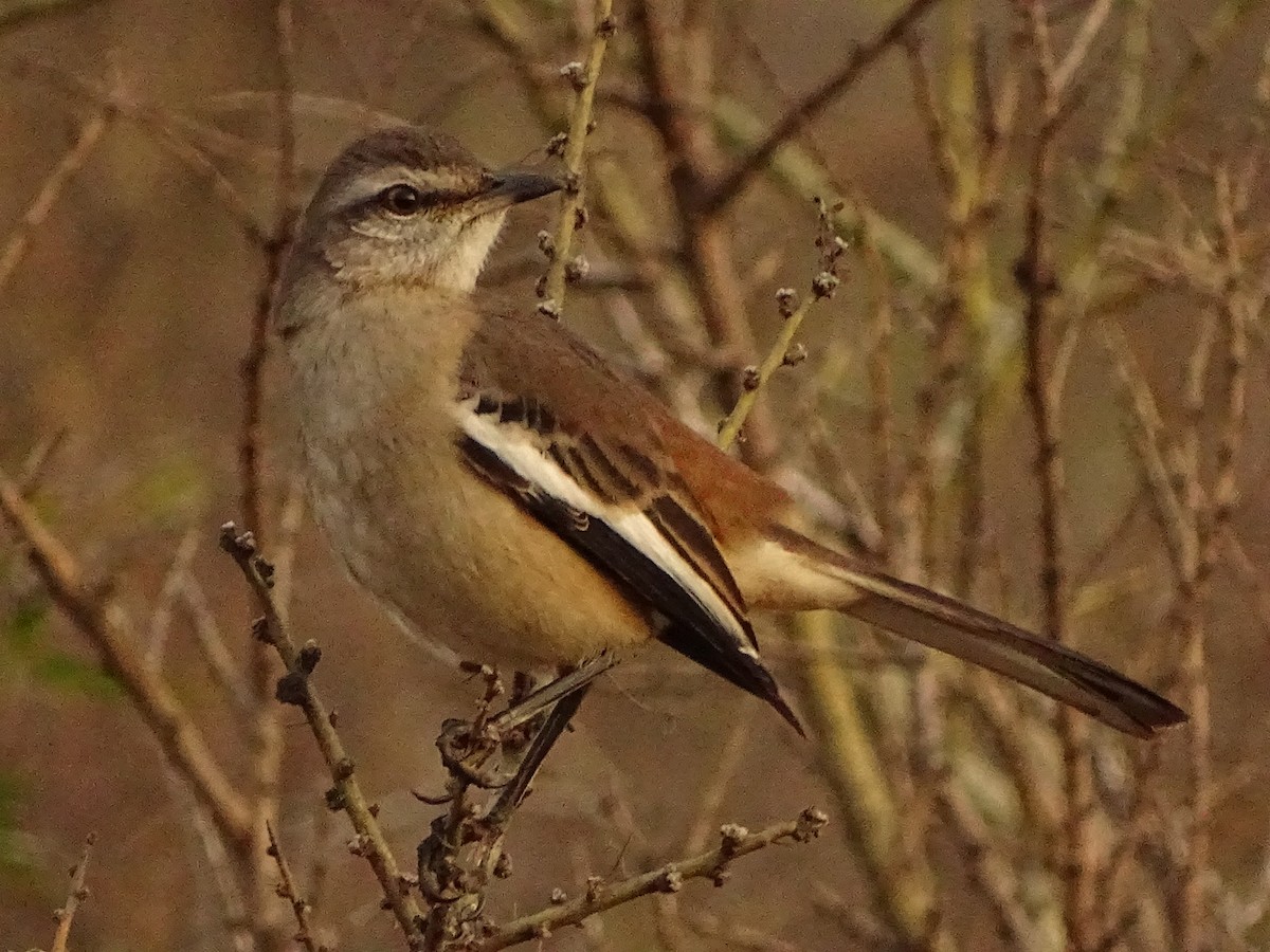 White-banded Mockingbird - ML620190276