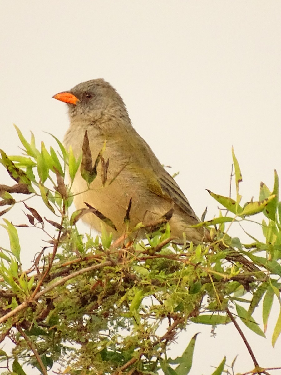 Great Pampa-Finch - ML620190285