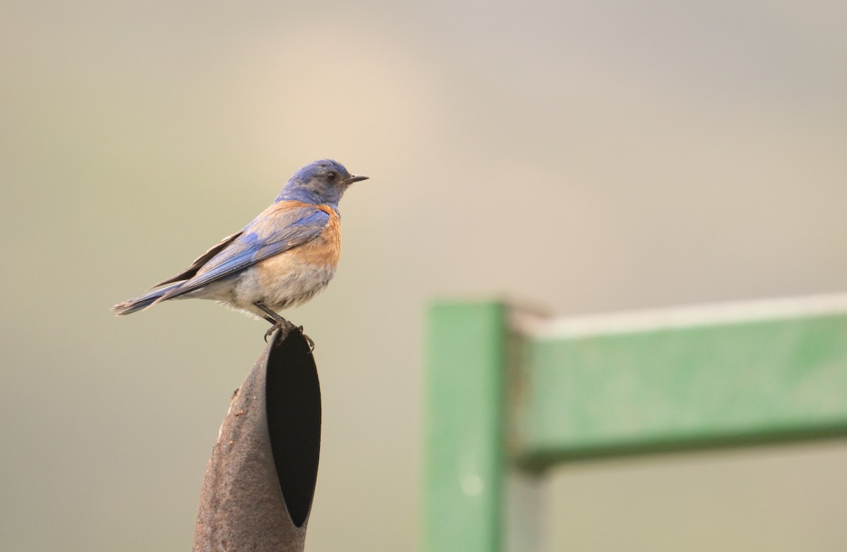 Western Bluebird - ML620190289