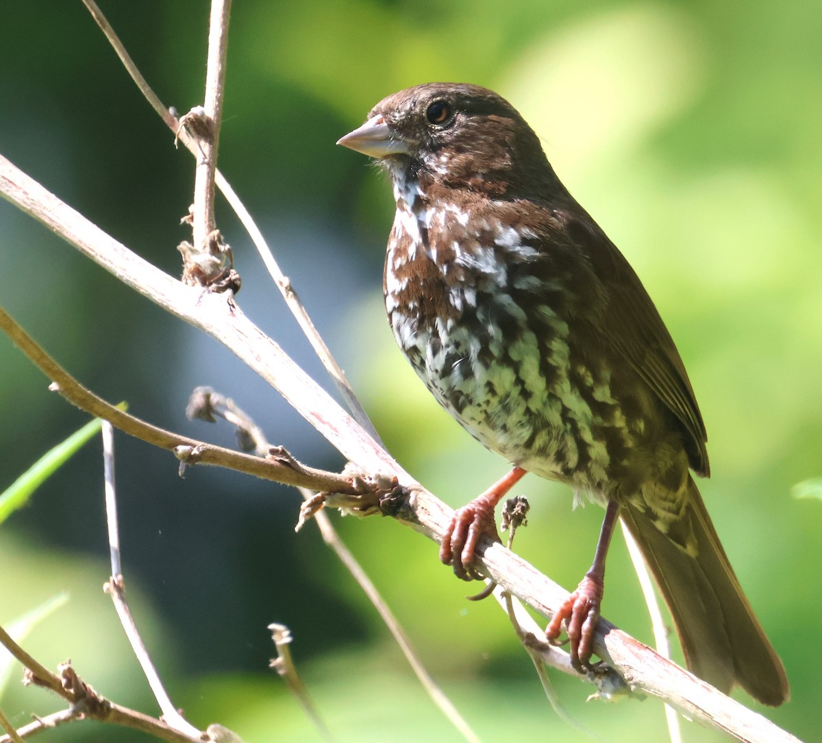 Fox Sparrow - ML620190293