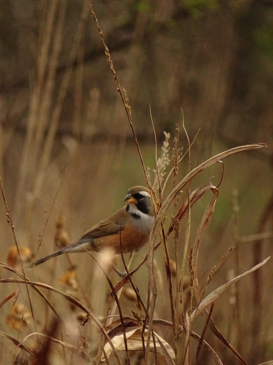 Many-colored Chaco Finch - ML620190294