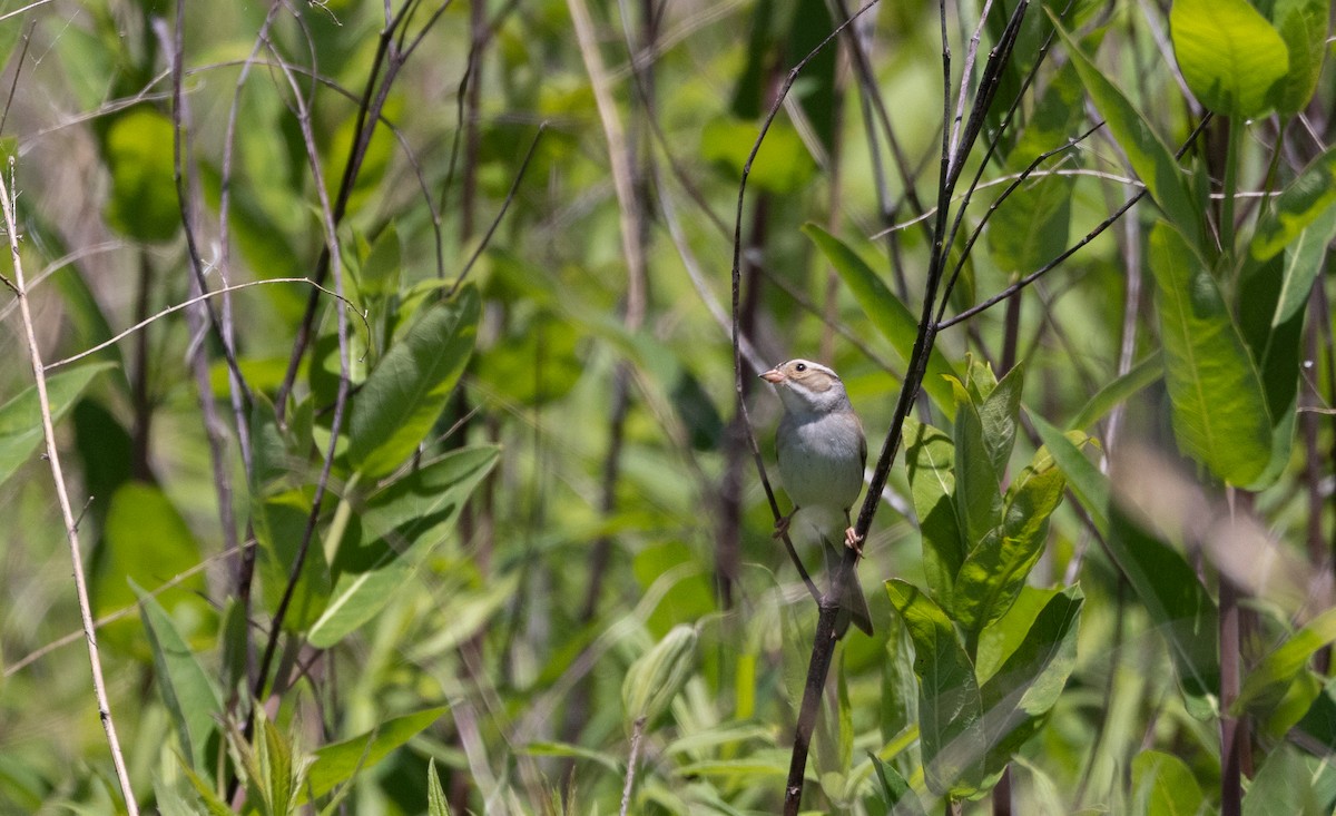 Clay-colored Sparrow - ML620190298