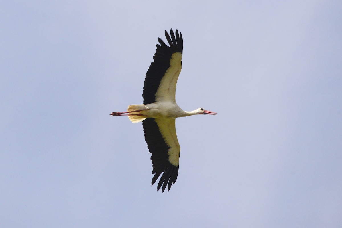 White Stork - ML620190299