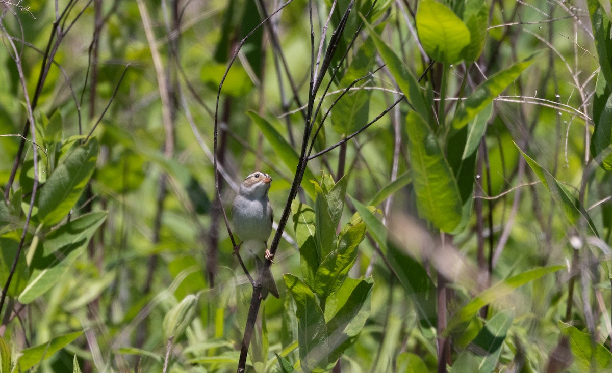 Clay-colored Sparrow - ML620190300
