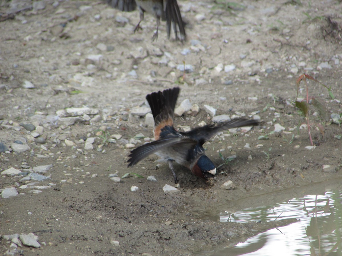 Cliff Swallow - ML620190301