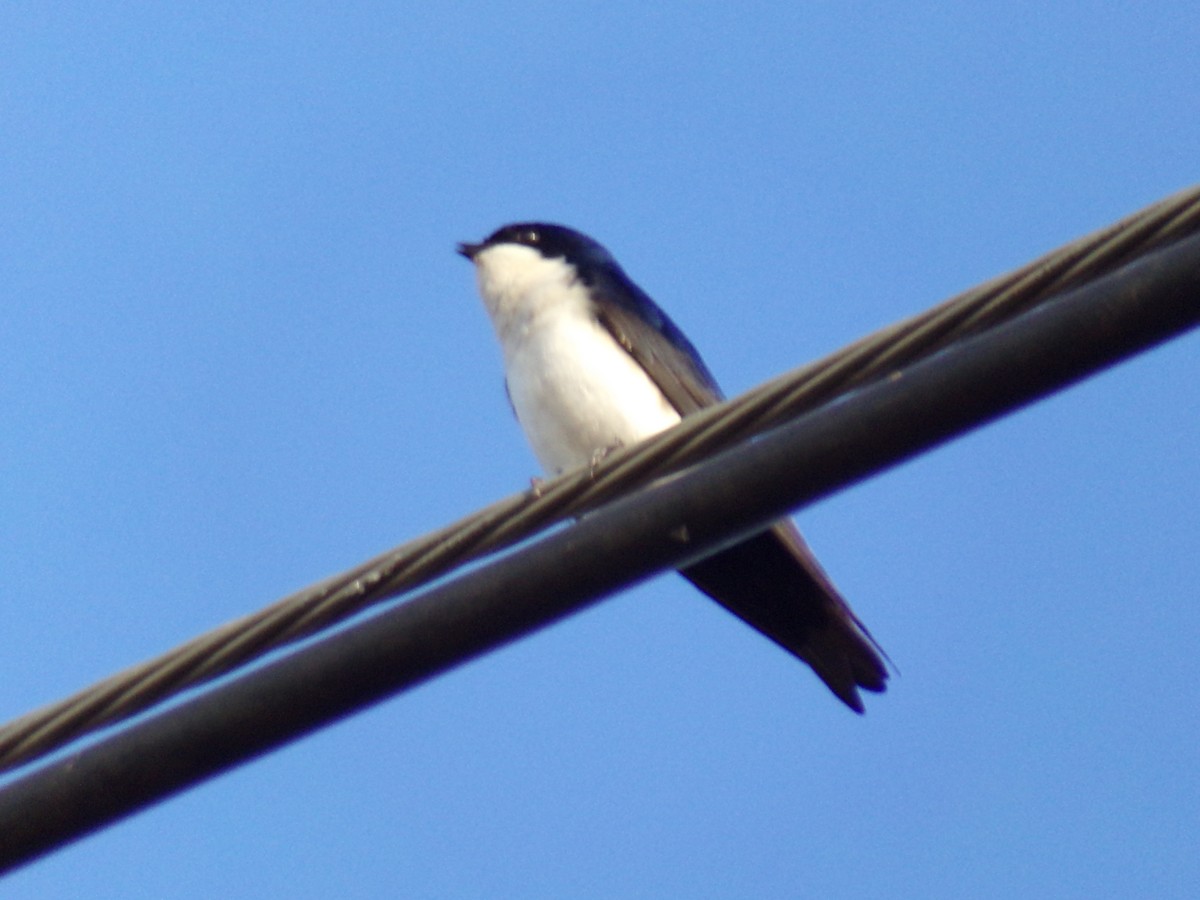 Blue-and-white Swallow - ML620190306