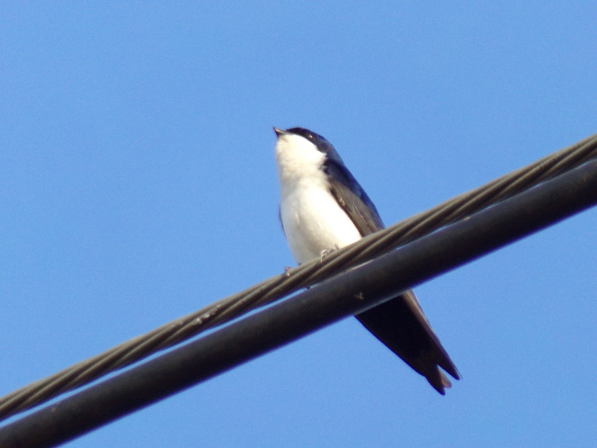 Blue-and-white Swallow - ML620190307
