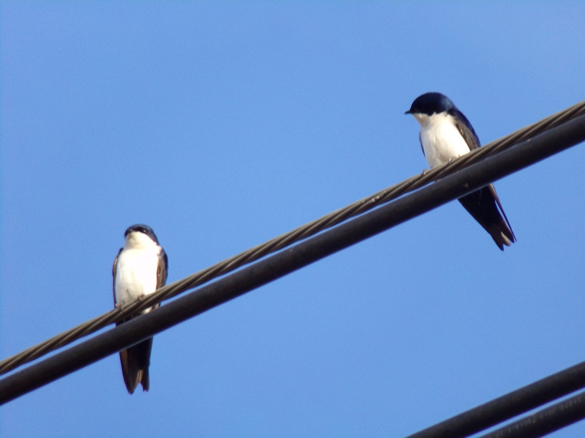 Blue-and-white Swallow - ML620190308