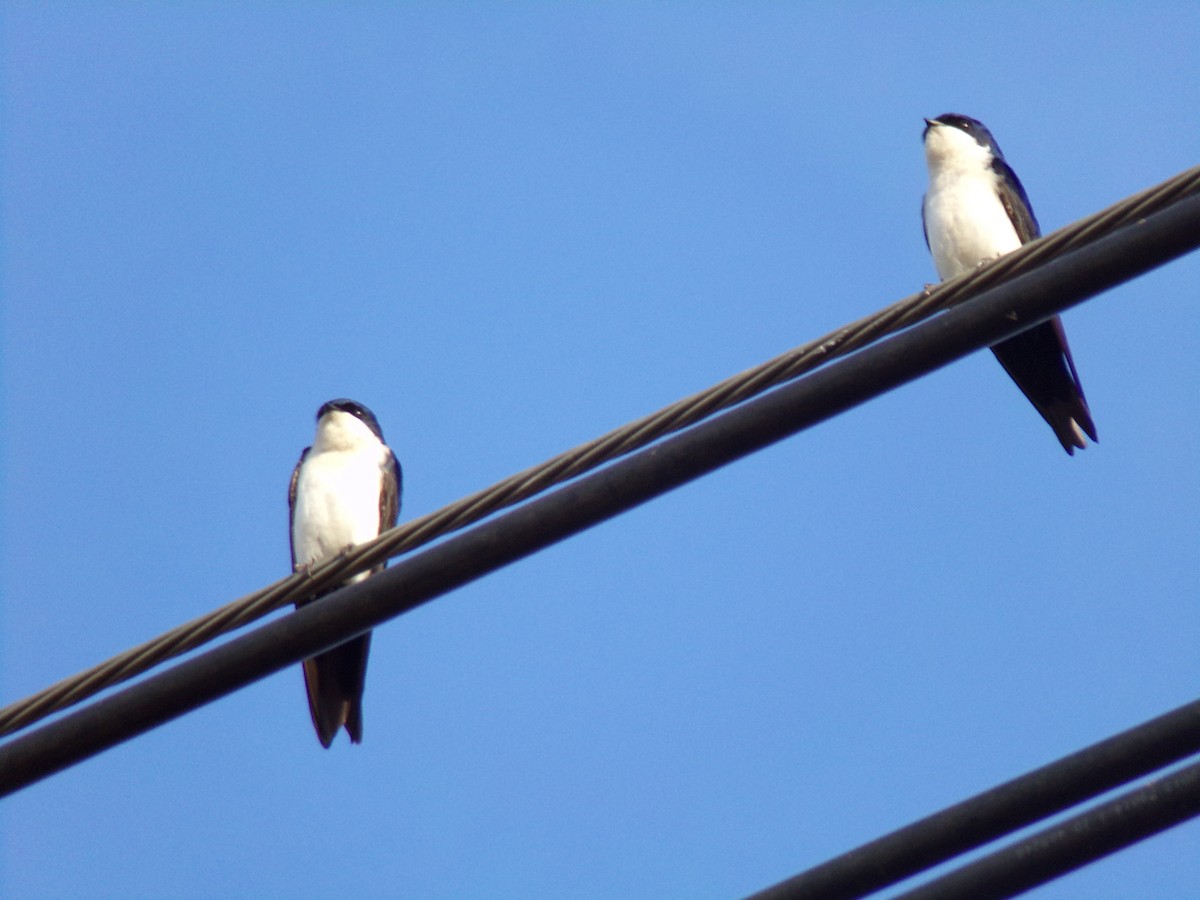 Blue-and-white Swallow - ML620190309