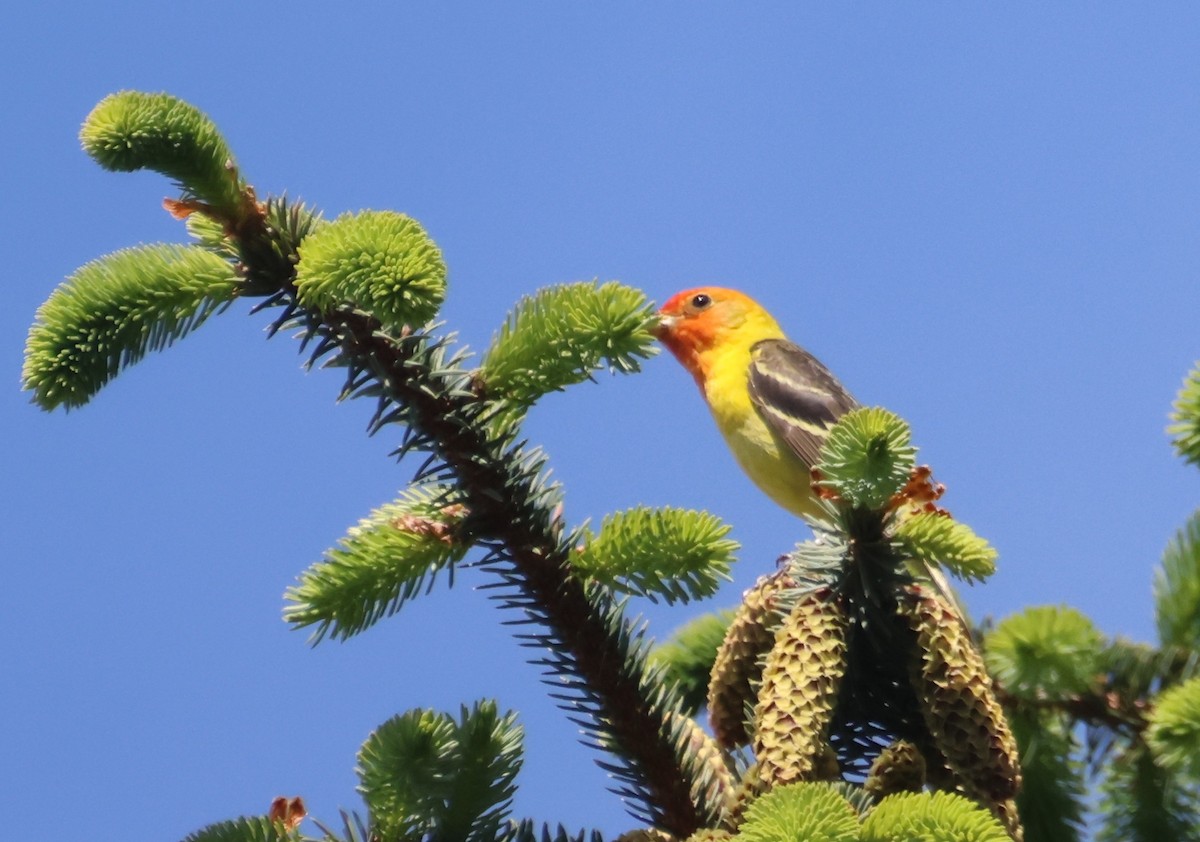 Western Tanager - ML620190310
