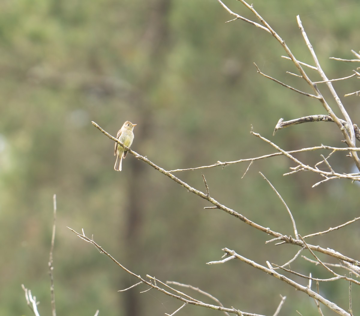 Western Flycatcher - ML620190311