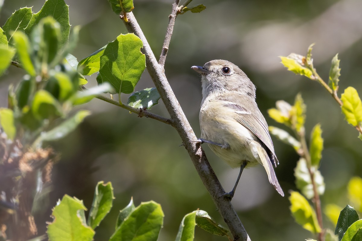 Vireo de Hutton - ML620190312