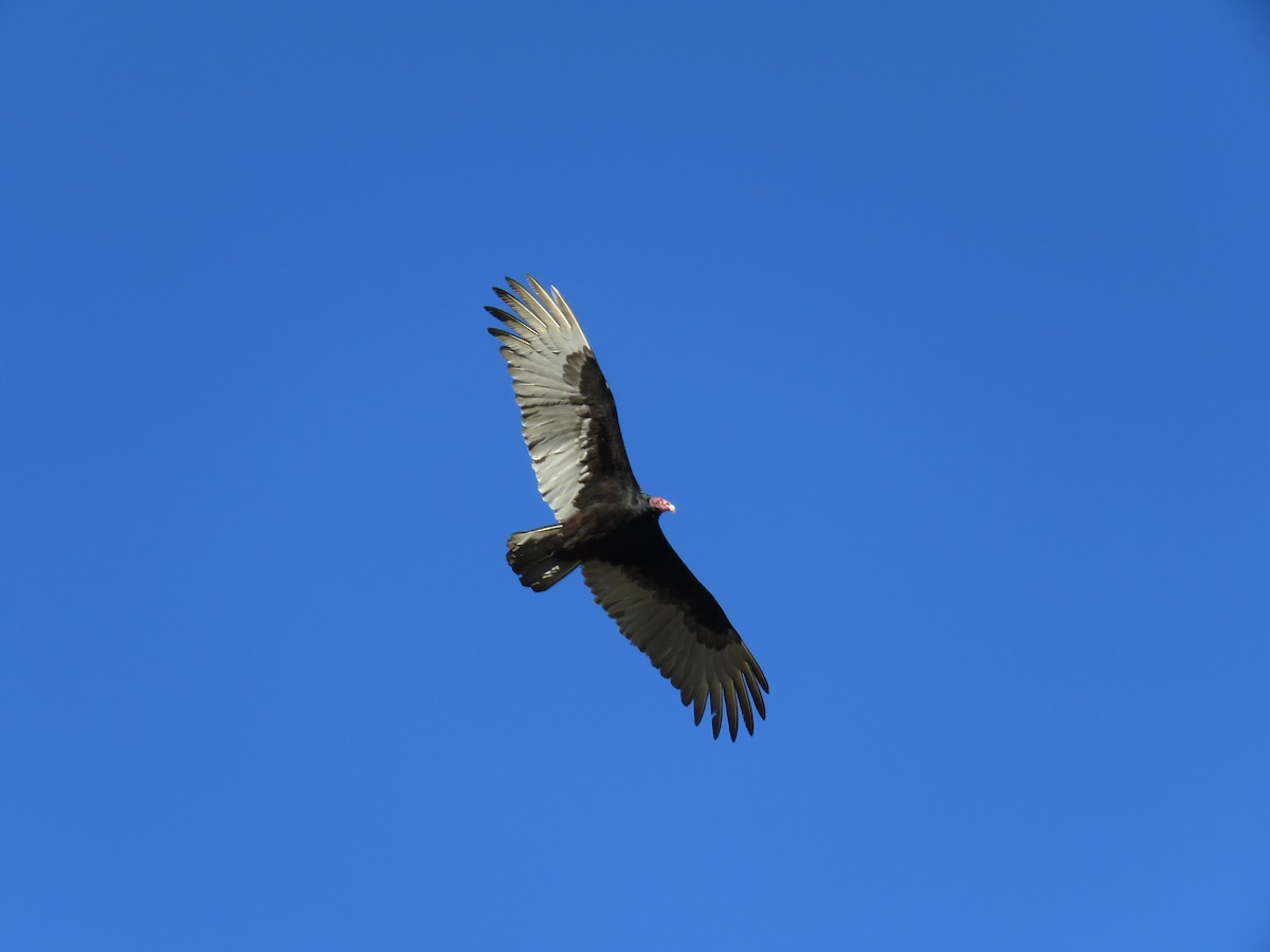 Turkey Vulture - ML620190313