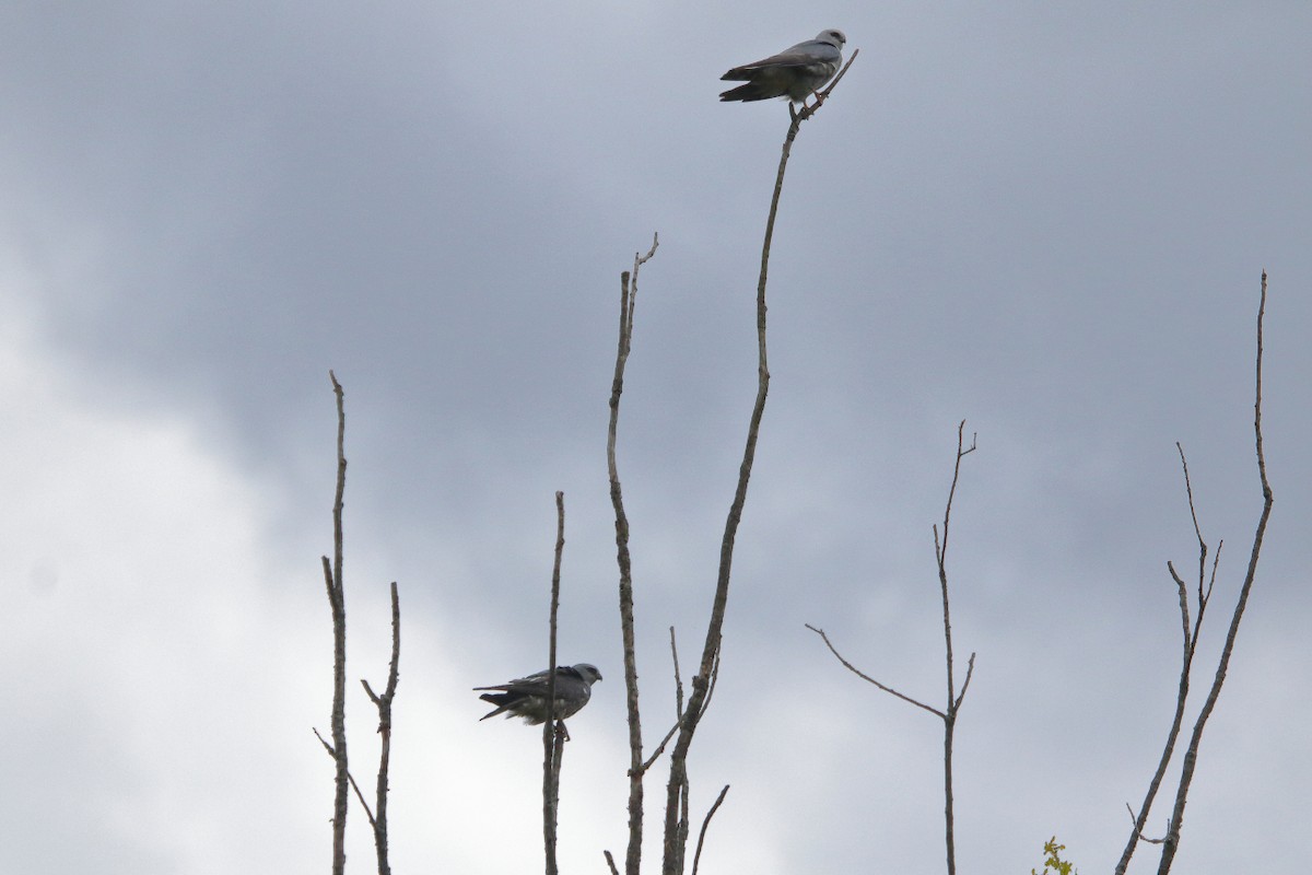 Mississippi Kite - ML620190329