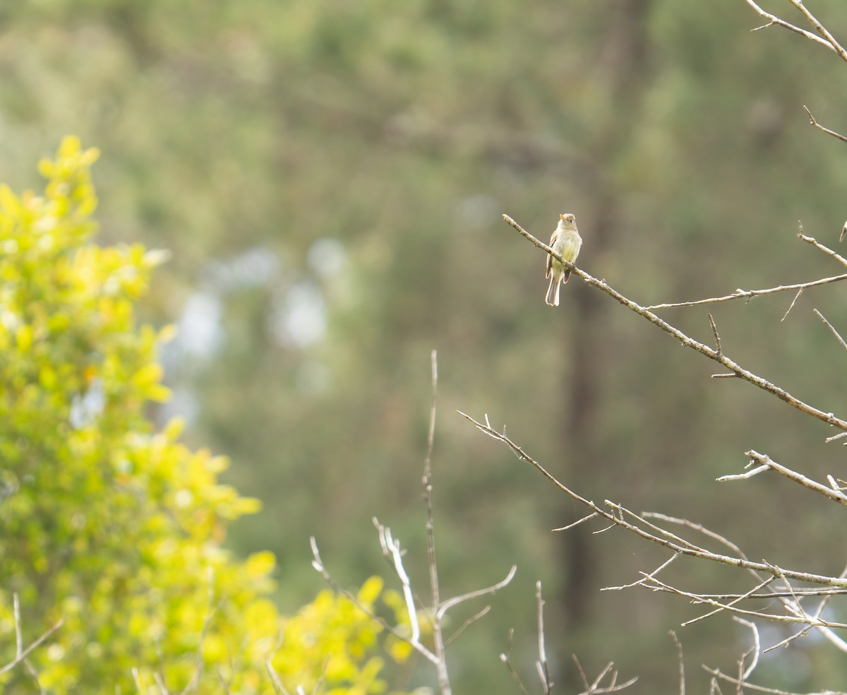 Western Flycatcher - Yvonne Wright