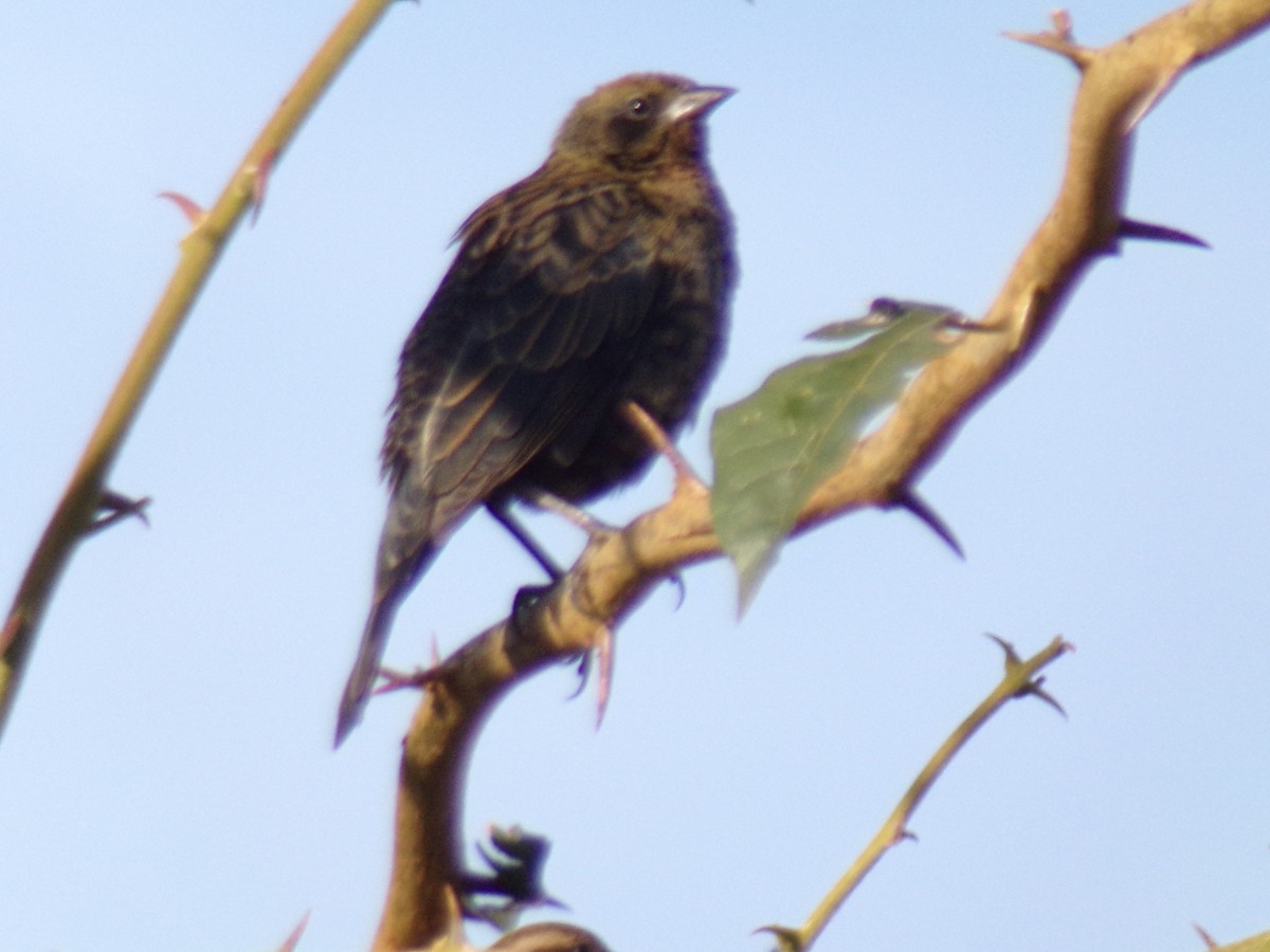 Chestnut-capped Blackbird - ML620190338