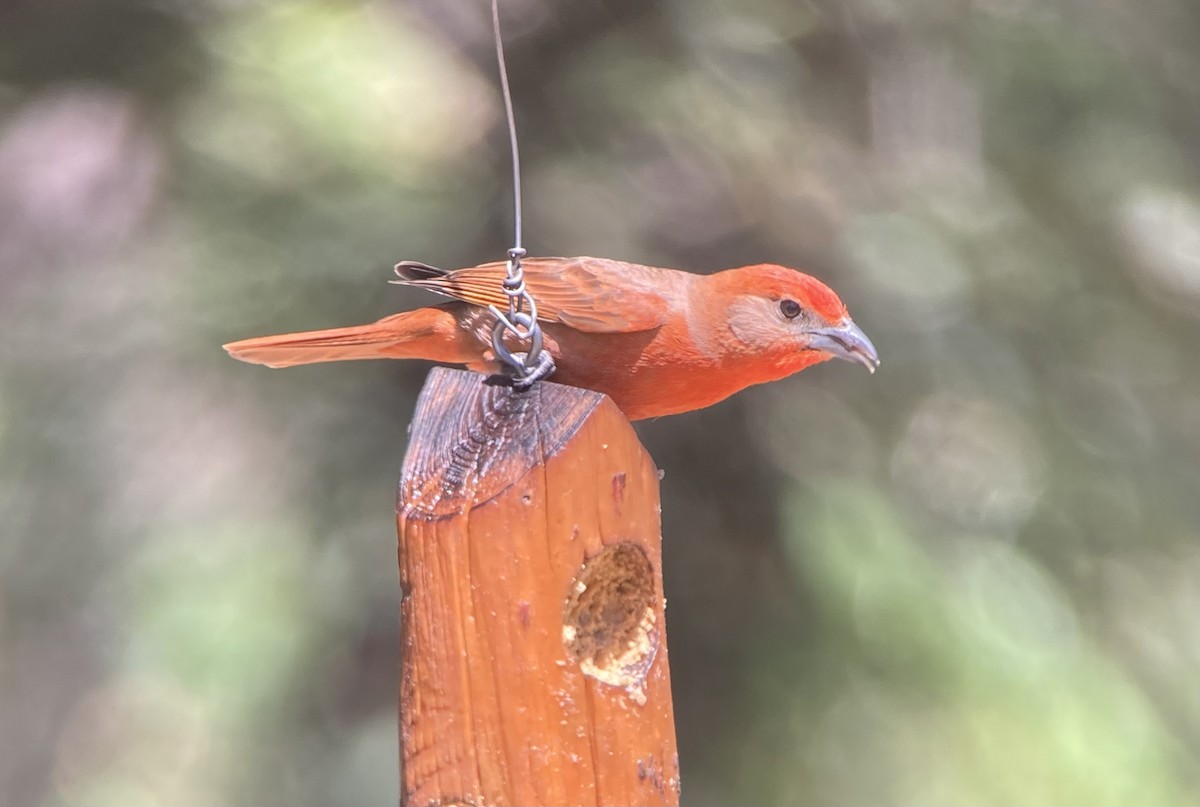 Hepatic Tanager (Northern) - Barry Zimmer