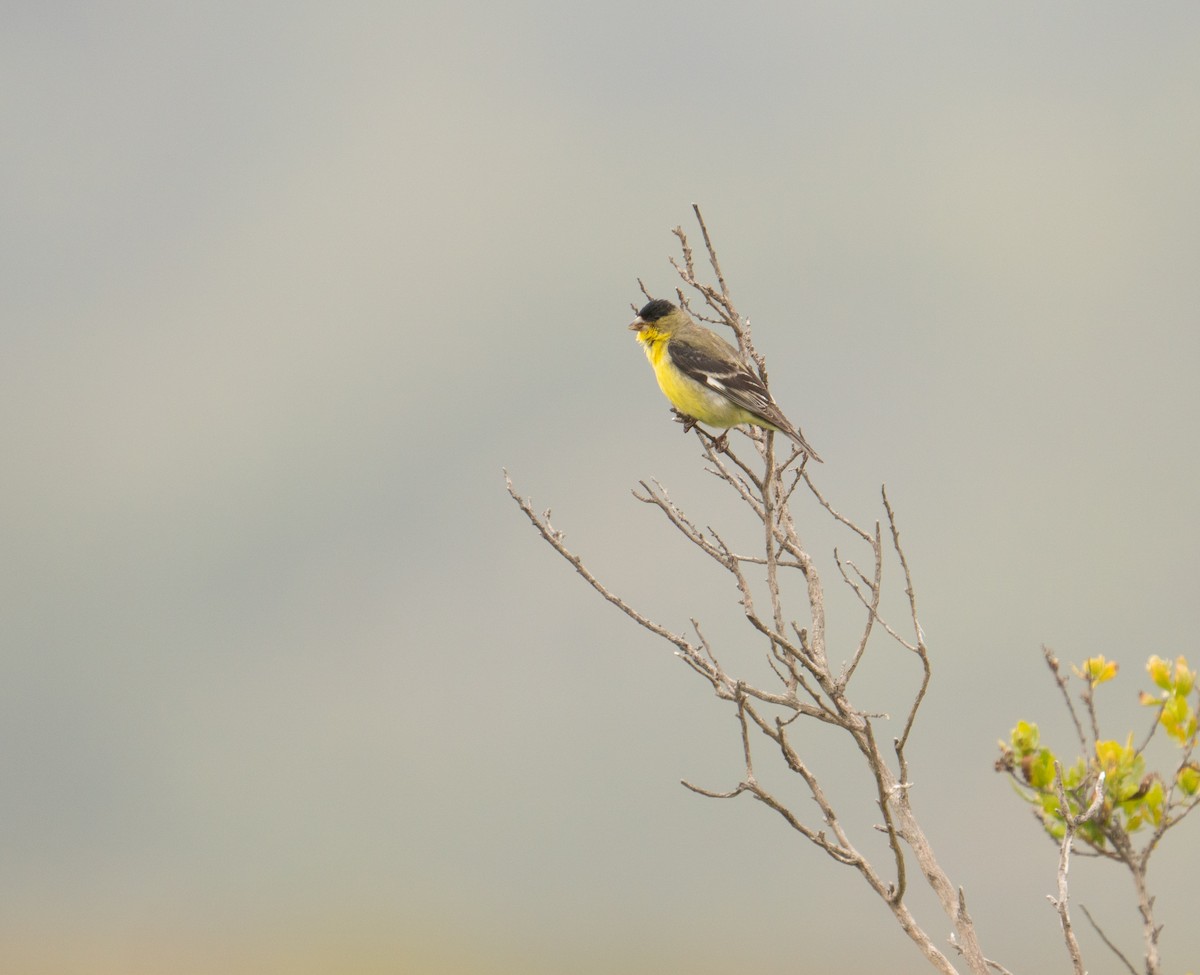 Lesser Goldfinch - ML620190349