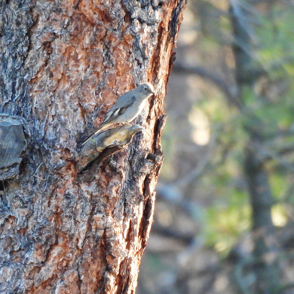 Townsend's Solitaire - ML620190350