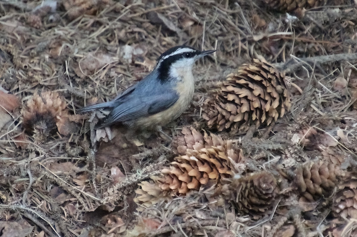 Red-breasted Nuthatch - ML620190357