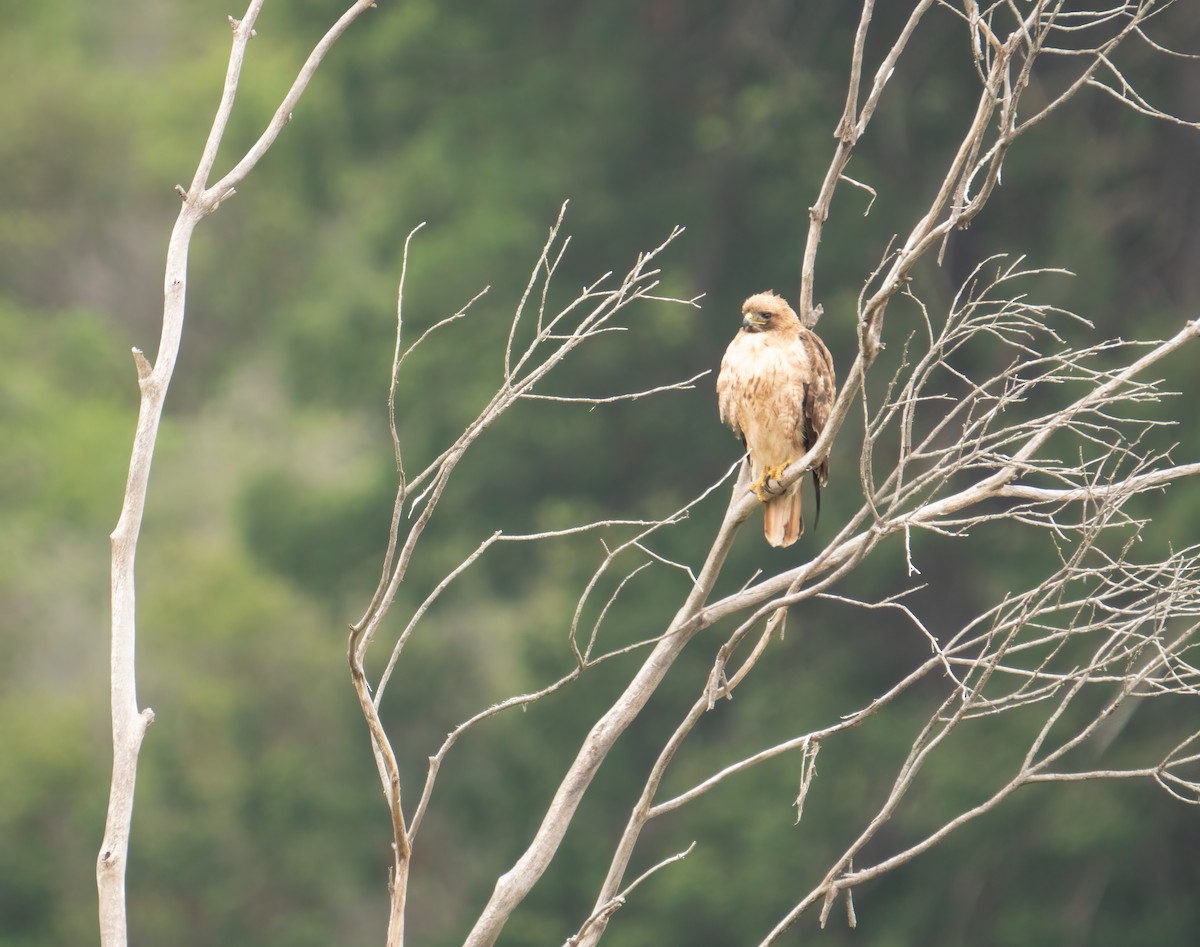 Red-tailed Hawk - ML620190378