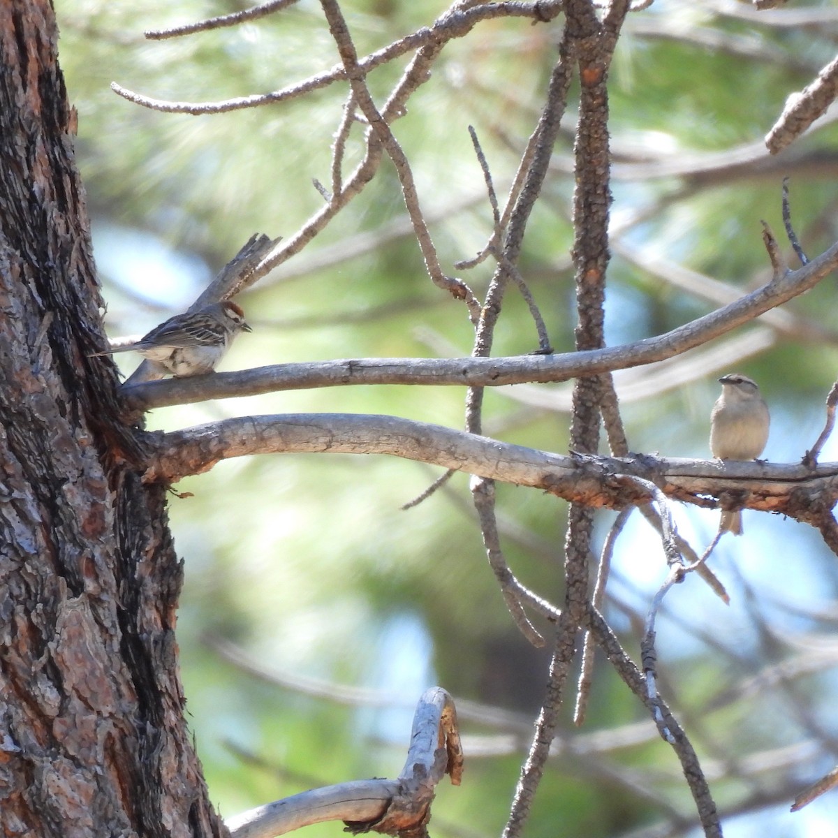 Chipping Sparrow - ML620190380