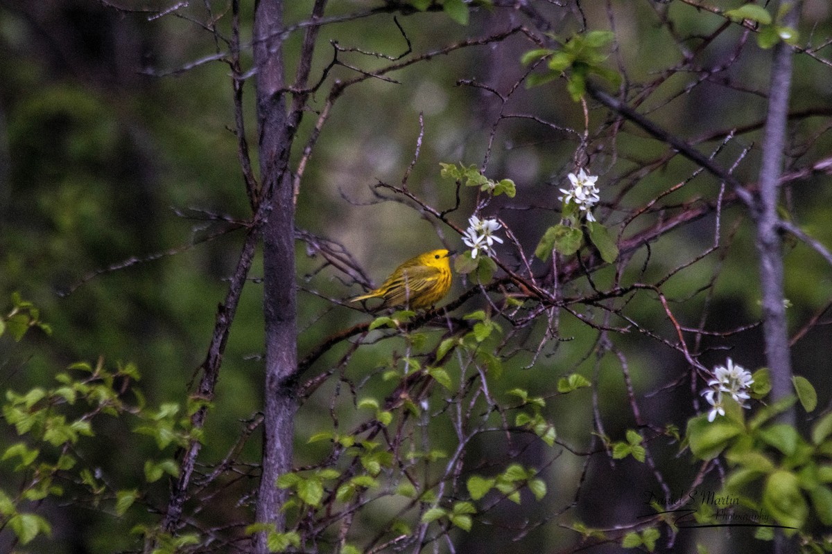 Yellow Warbler - ML620190381