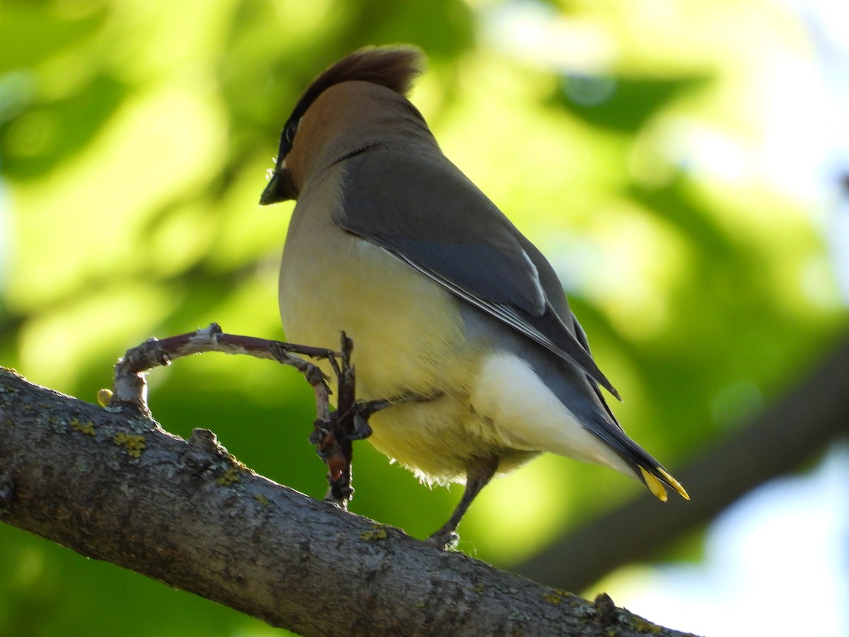 Cedar Waxwing - ML620190383