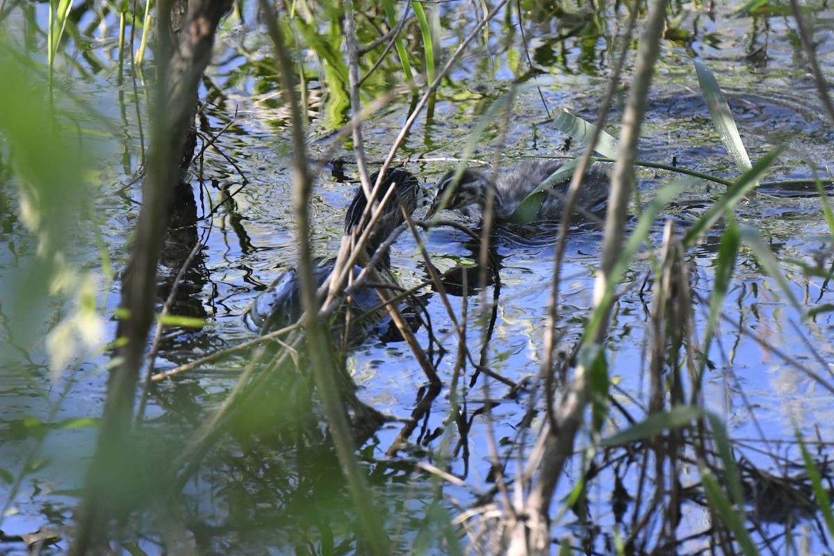 Pied-billed Grebe - ML620190384