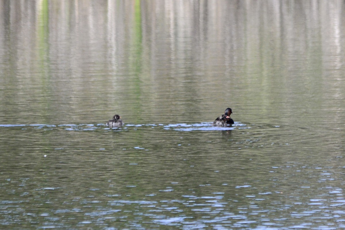 Little Grebe - ML620190386