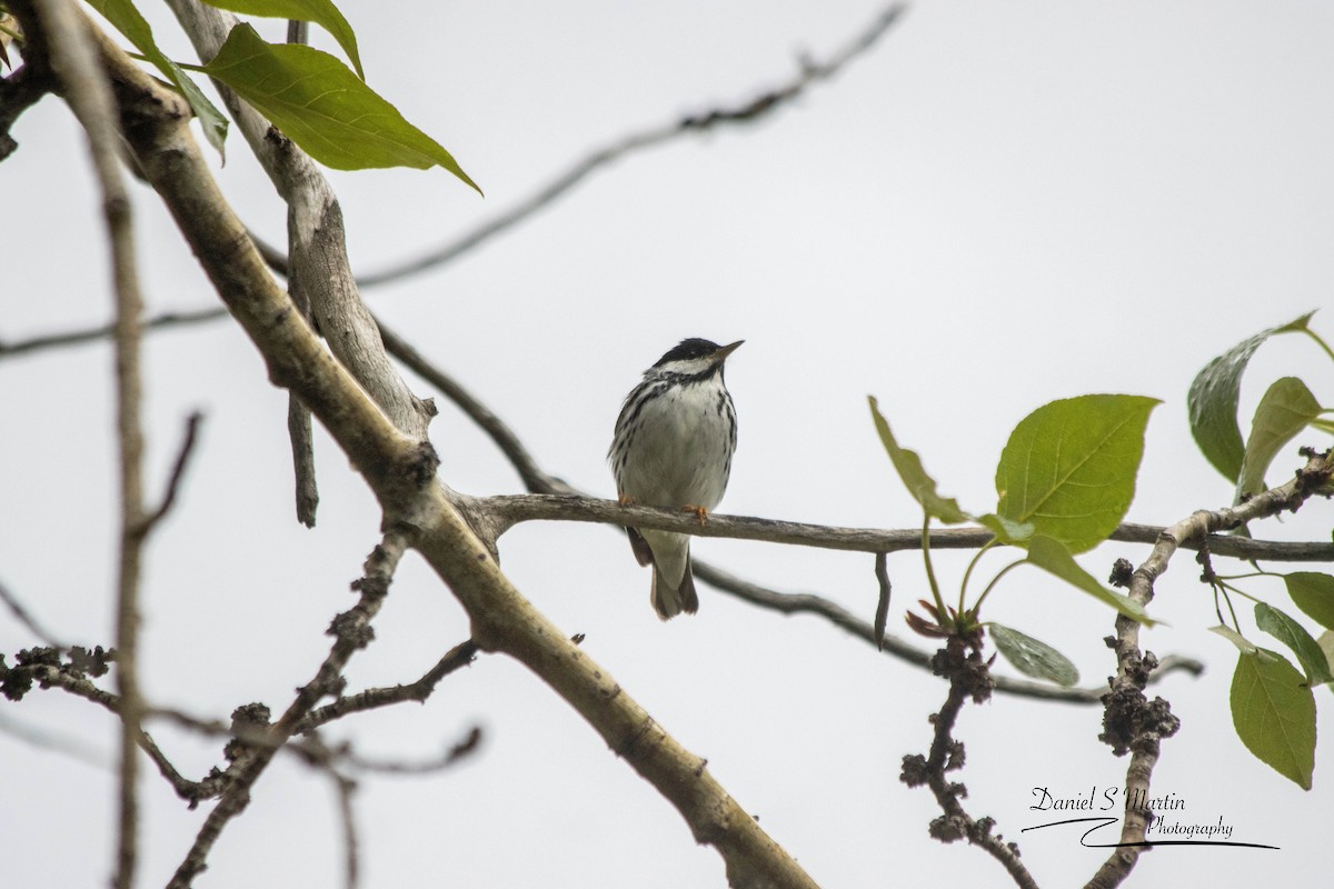 Paruline rayée - ML620190395