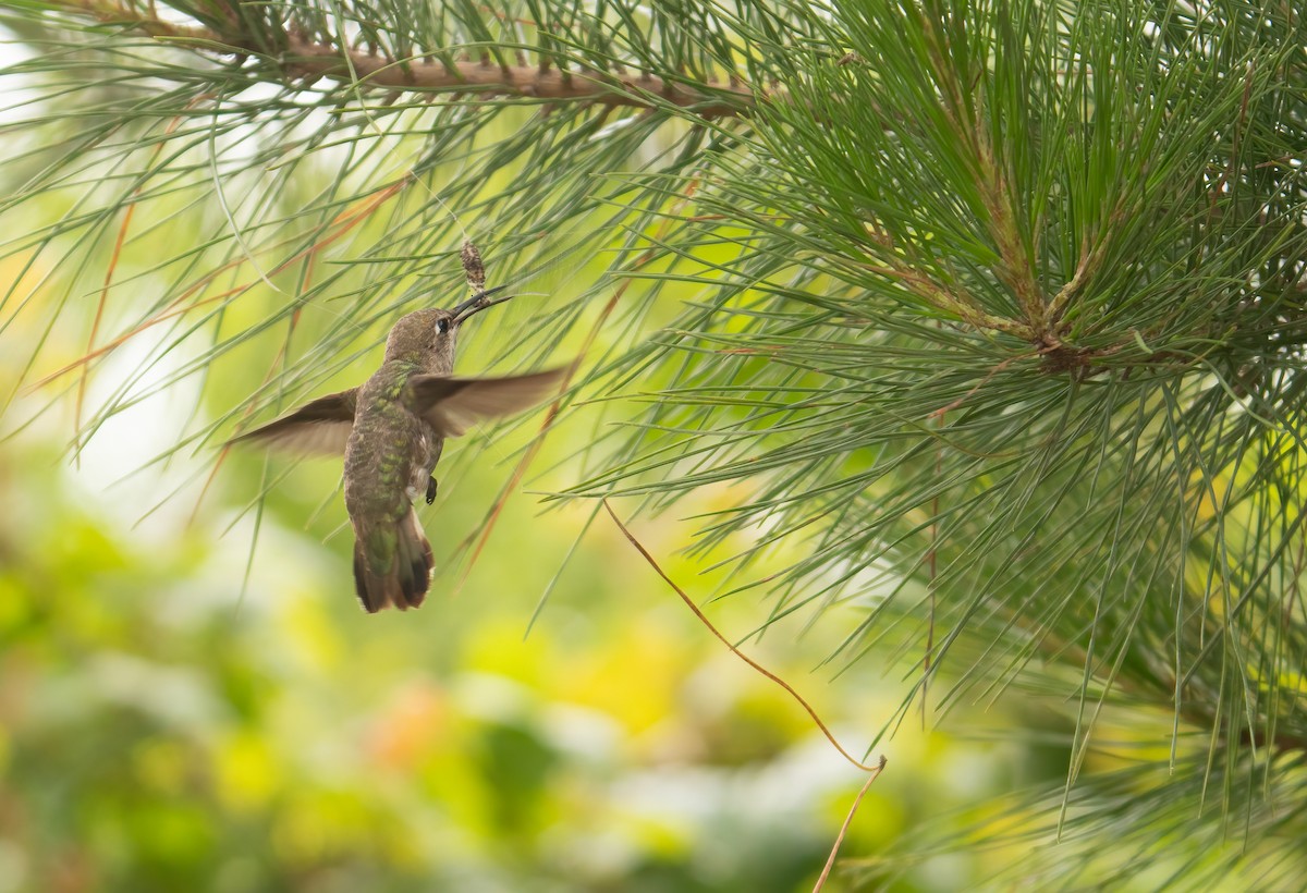 Anna's Hummingbird - ML620190397