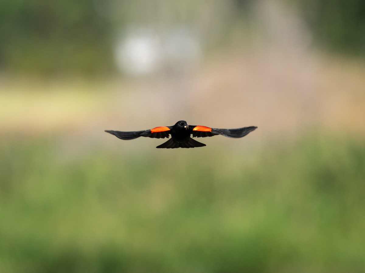 Red-winged Blackbird - ML620190398