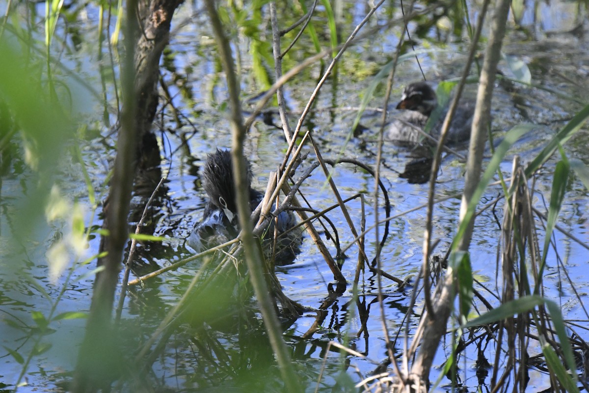 Pied-billed Grebe - ML620190401