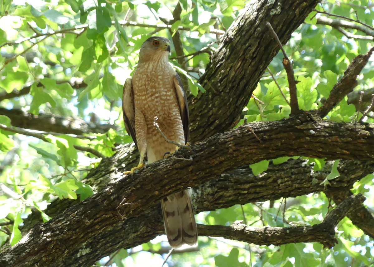 Cooper's Hawk - ML620190402