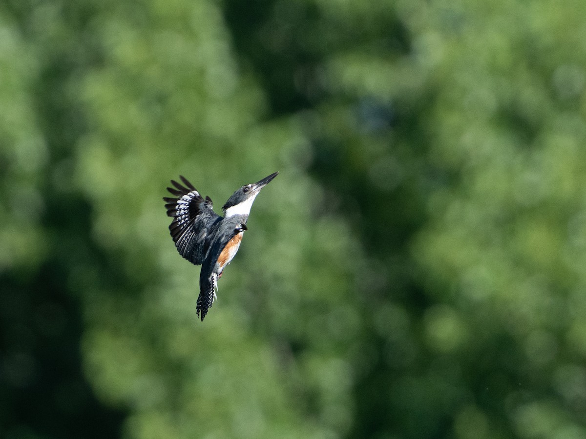 Belted Kingfisher - ML620190405