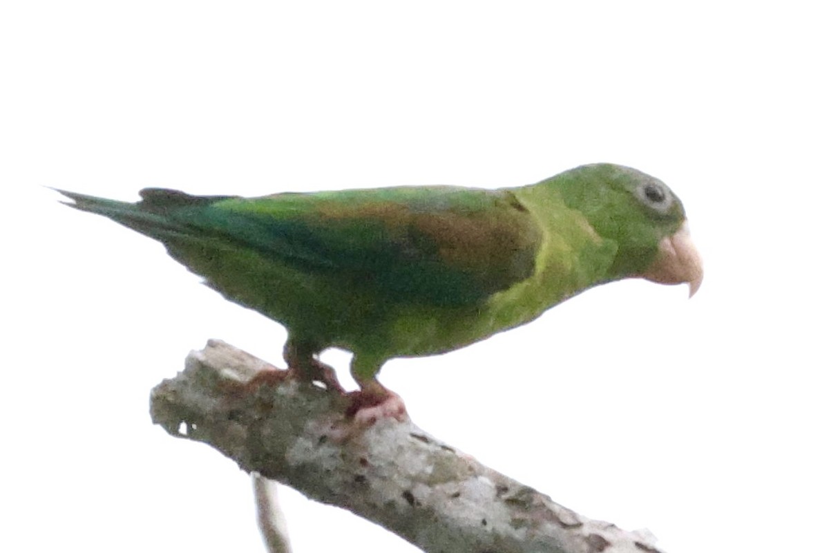 Orange-chinned Parakeet - ML620190419