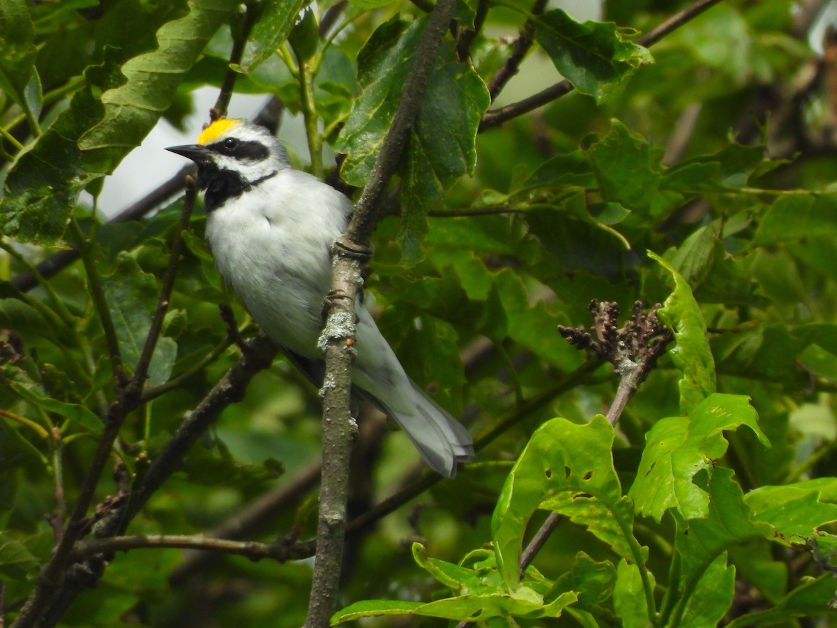 Golden-winged Warbler - ML620190422