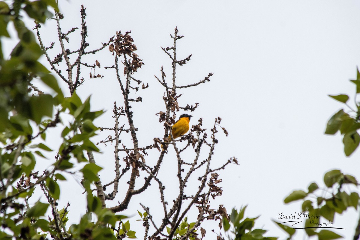 Baltimore Oriole - ML620190426