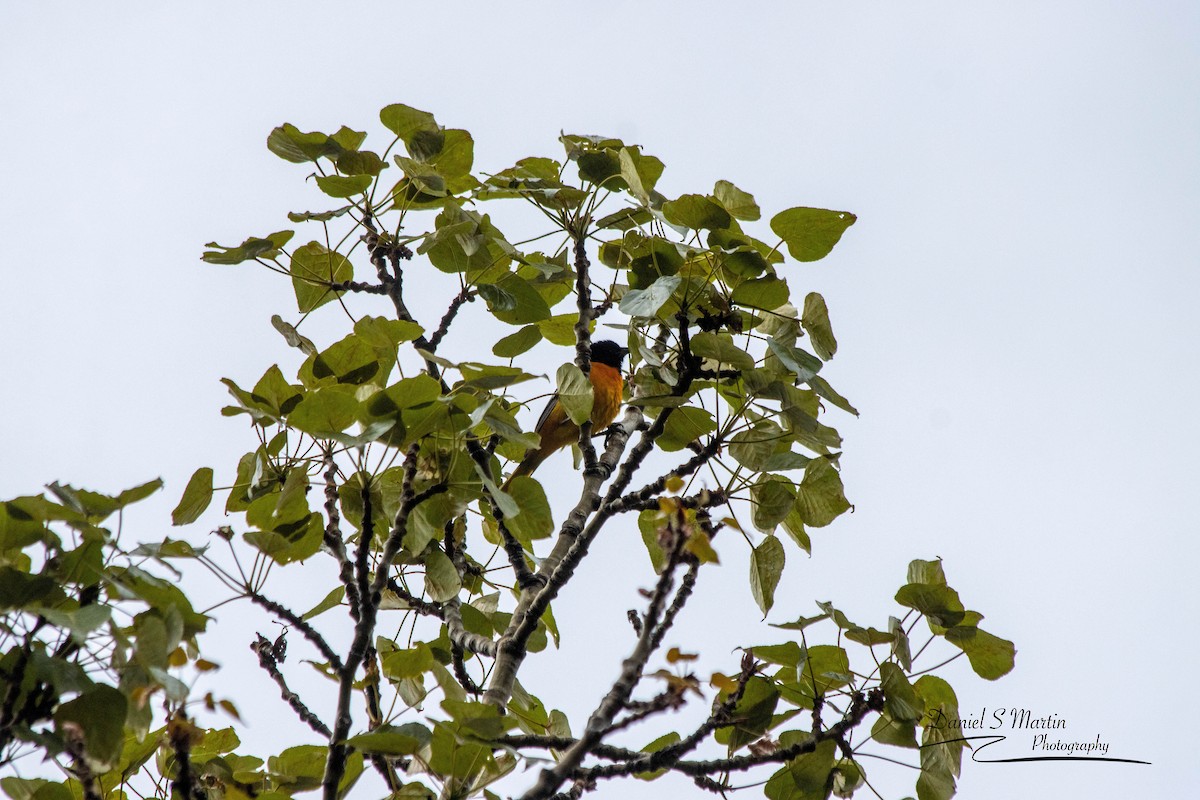 Baltimore Oriole - ML620190428