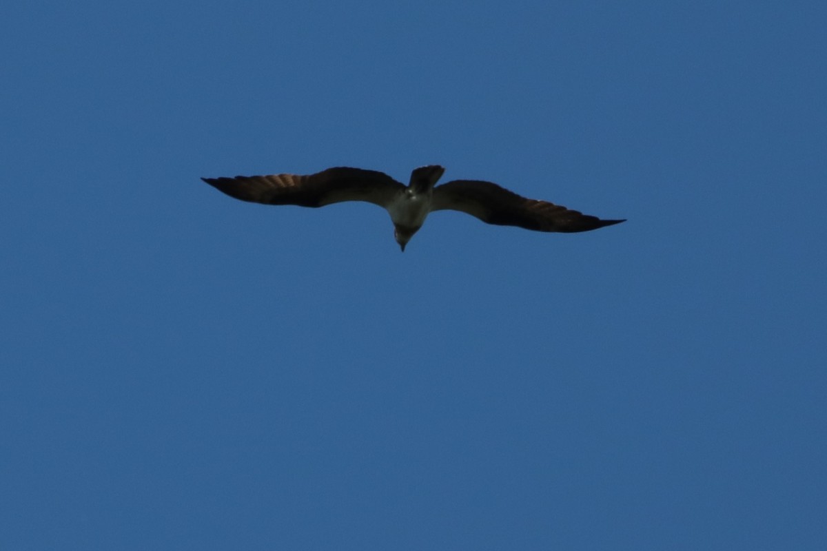 Osprey - ML620190435