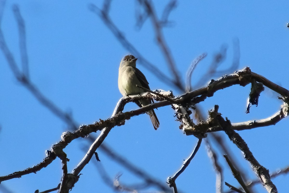 Western Wood-Pewee - ML620190443