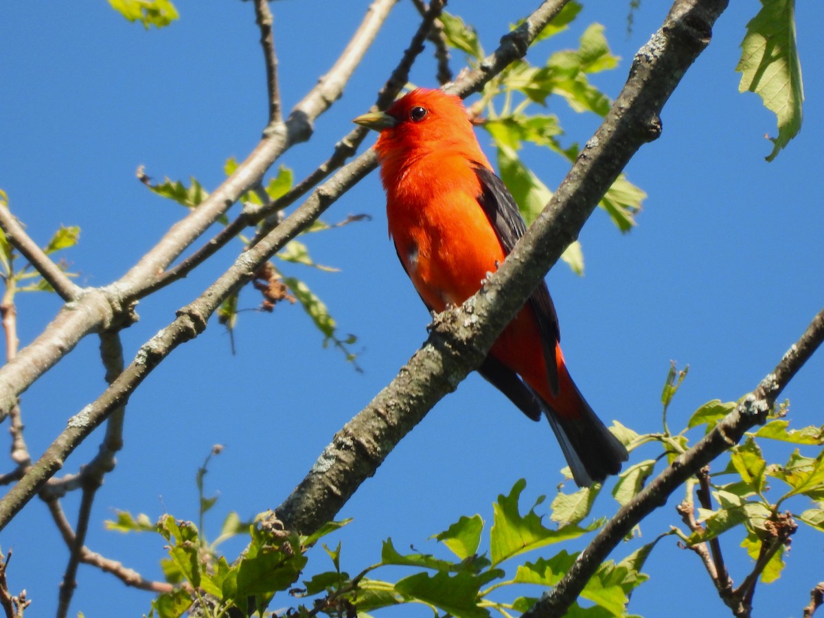 Scarlet Tanager - ML620190444