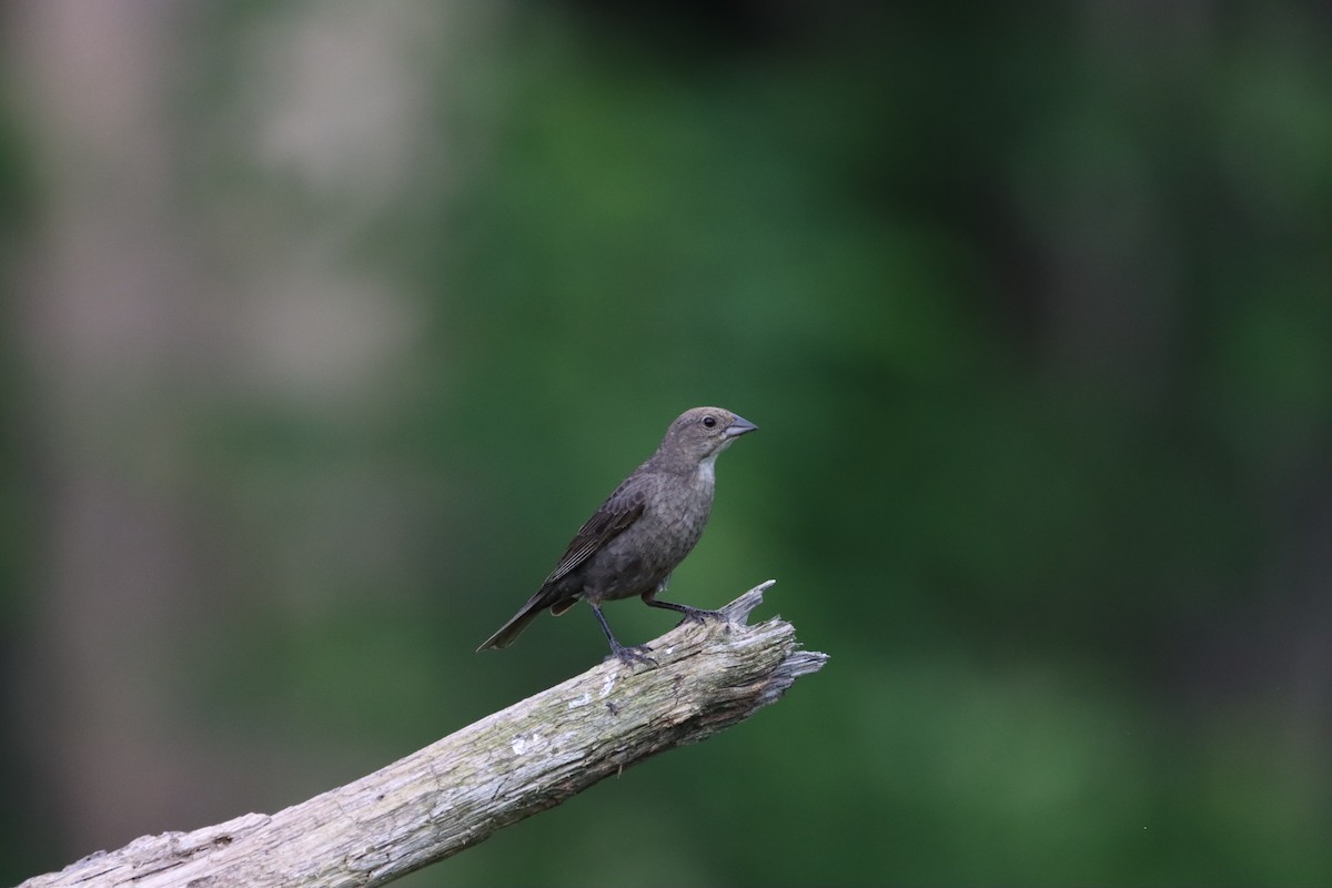 Brown-headed Cowbird - ML620190445