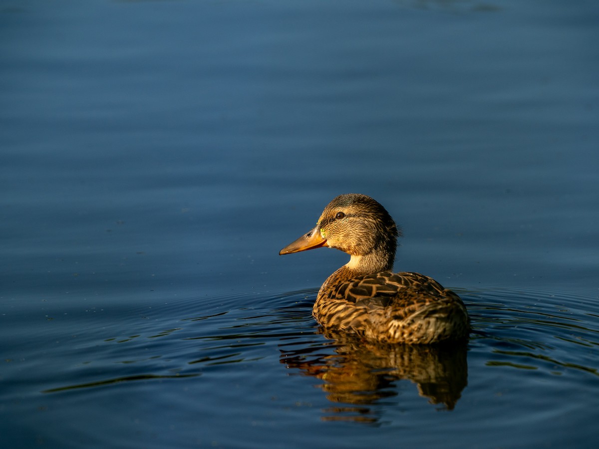 Mallard - ML620190448